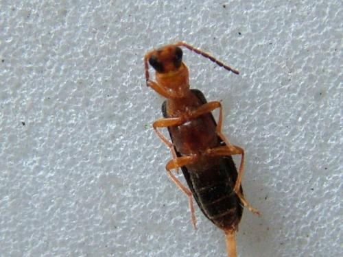 Xanthochroina auberti